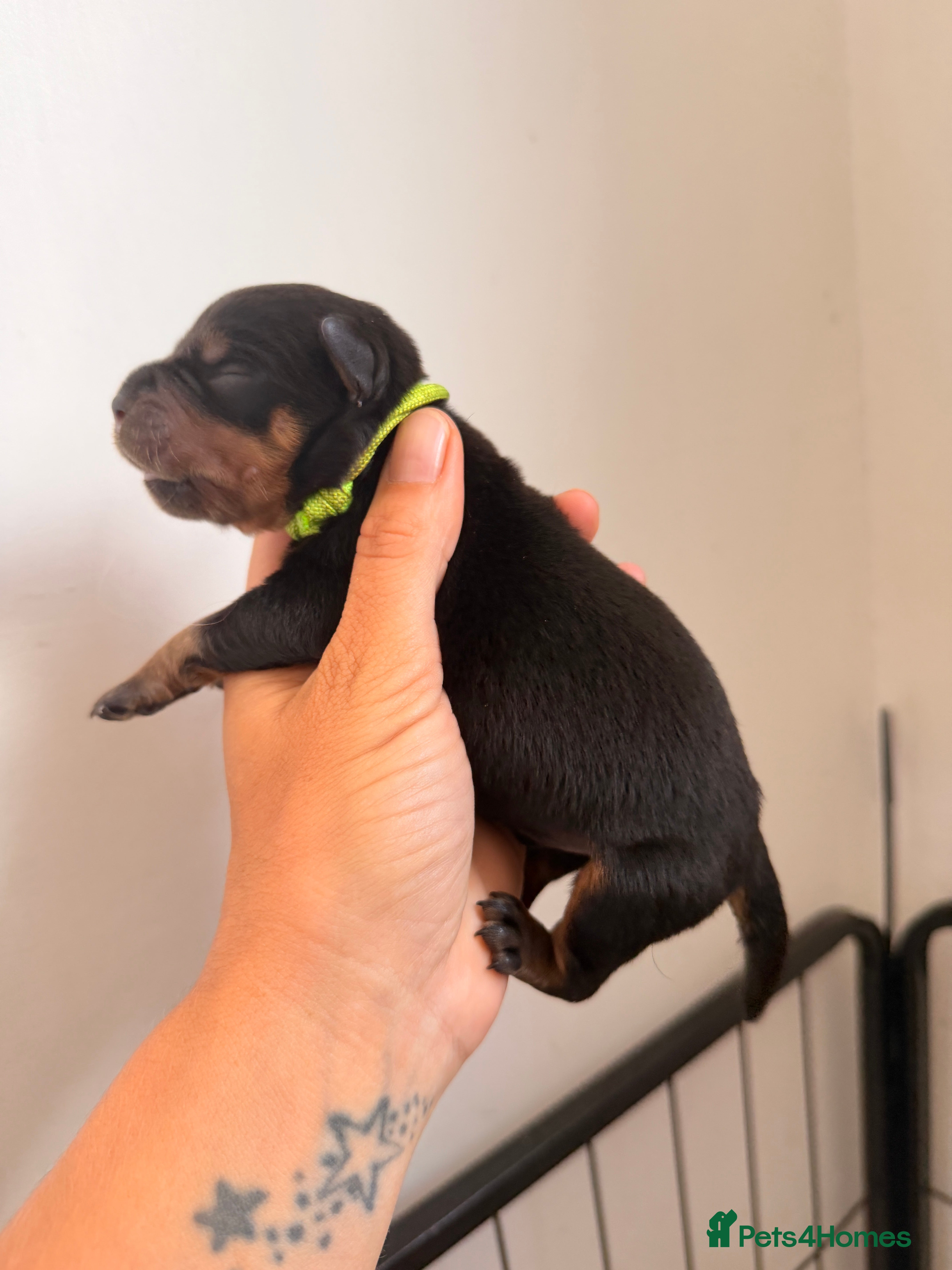 Rottweiler dogs ⭐️ KC registered Rottweiler puppies ⭐️ - Advert 2
