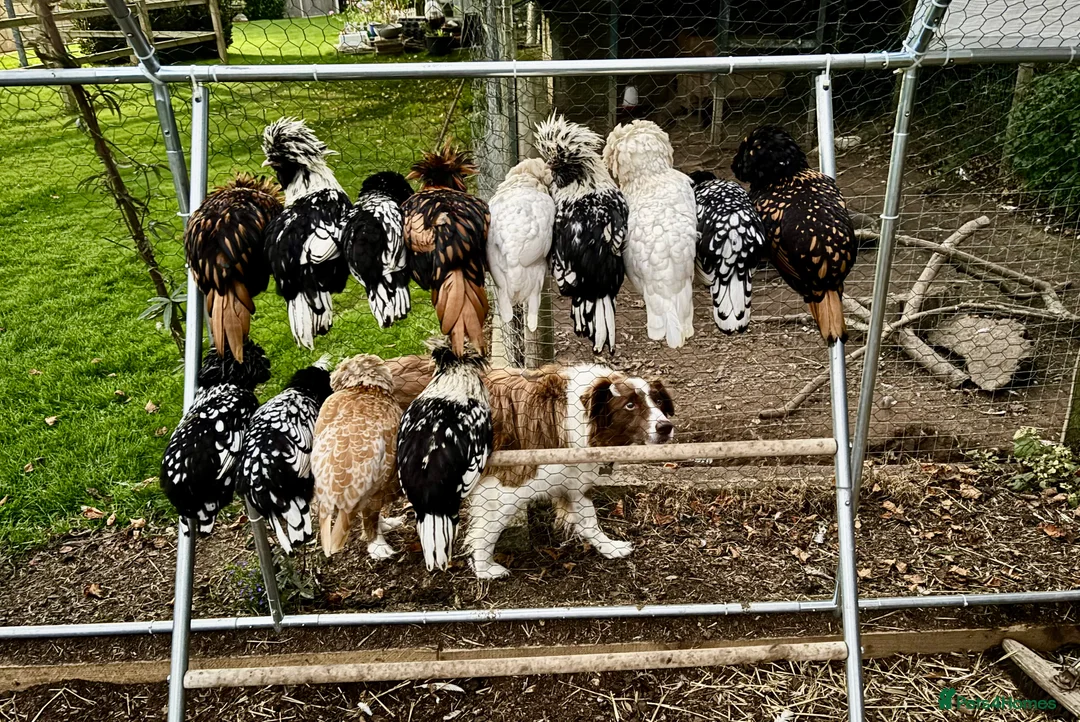 Gallery Image {{count}}