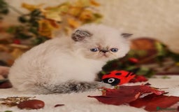 Persian cats for sale: Persian Kittens - Image 17