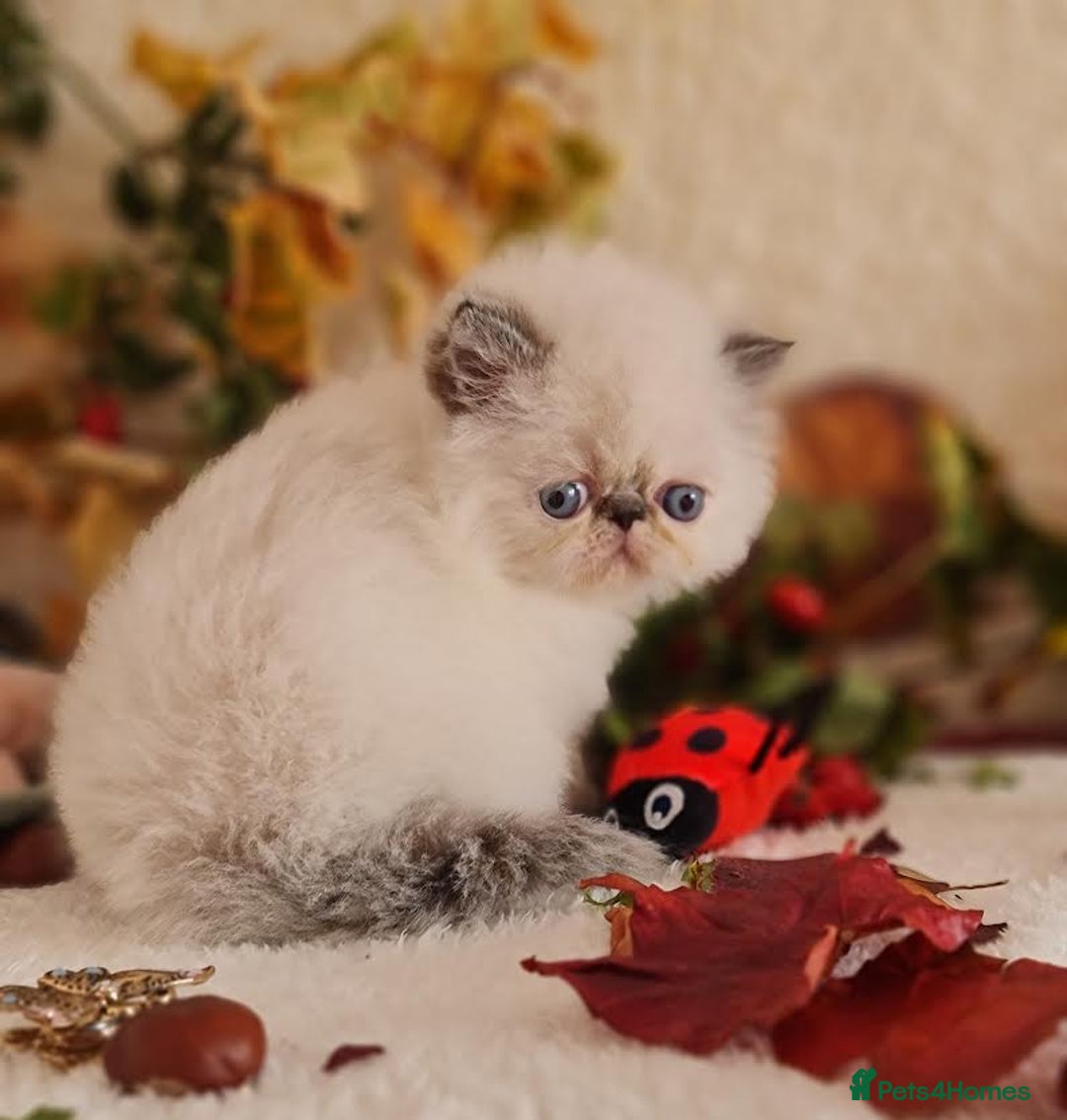 Persian cats for sale: Persian Kittens - Image 17