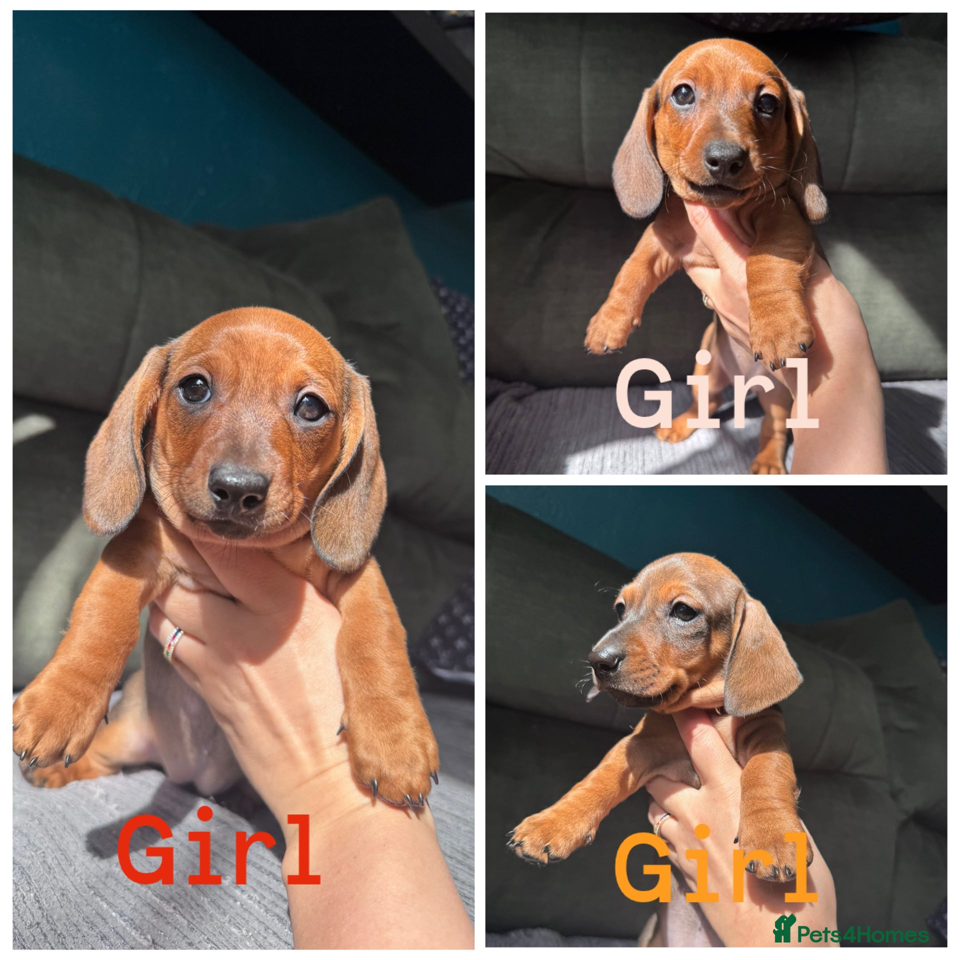 Dachshund dogs 3 adorable red standard dachshund girls available  - Advert 1