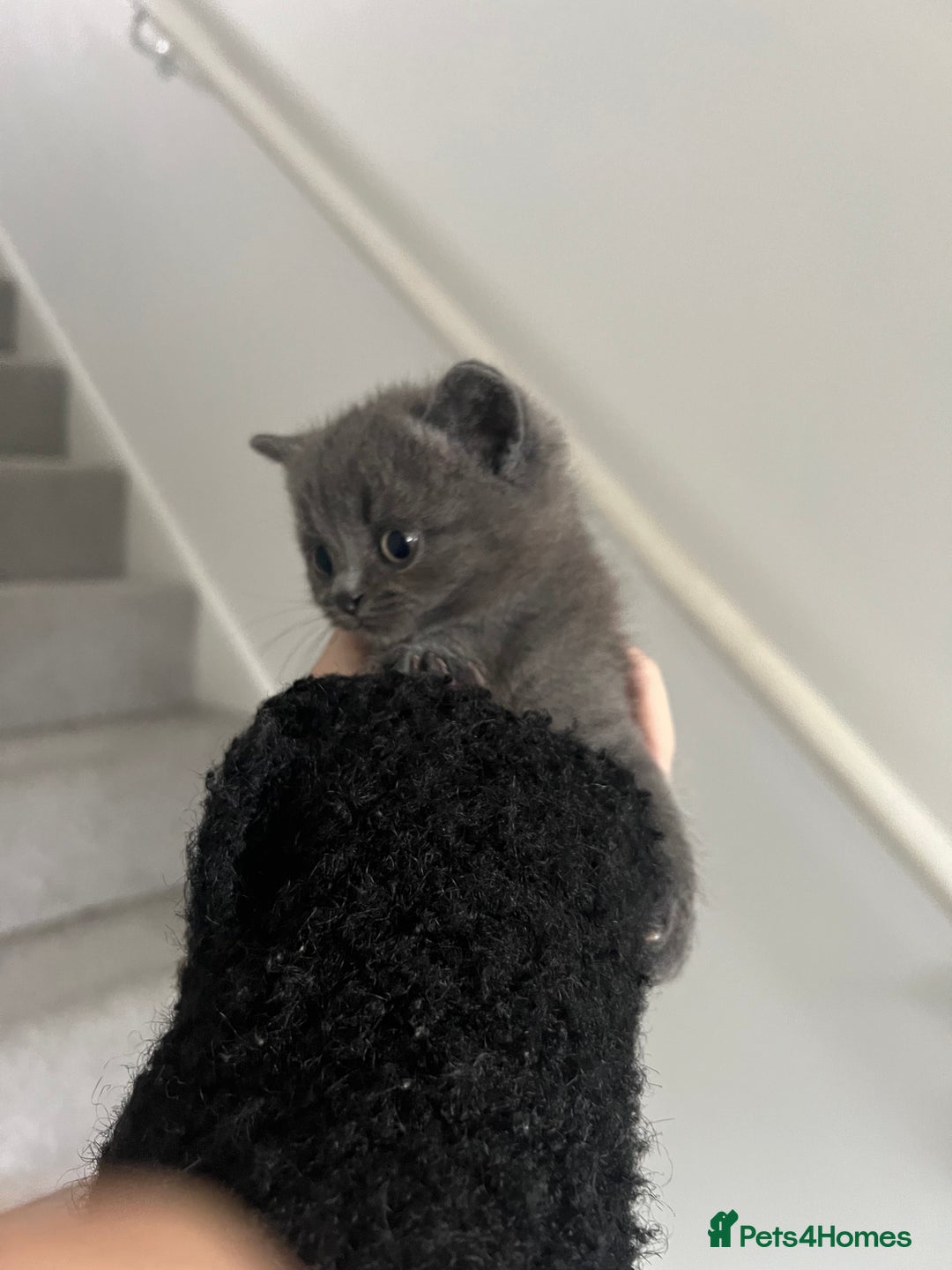 British Shorthair cats for sale: Stunning blue British shorthair - Image 3