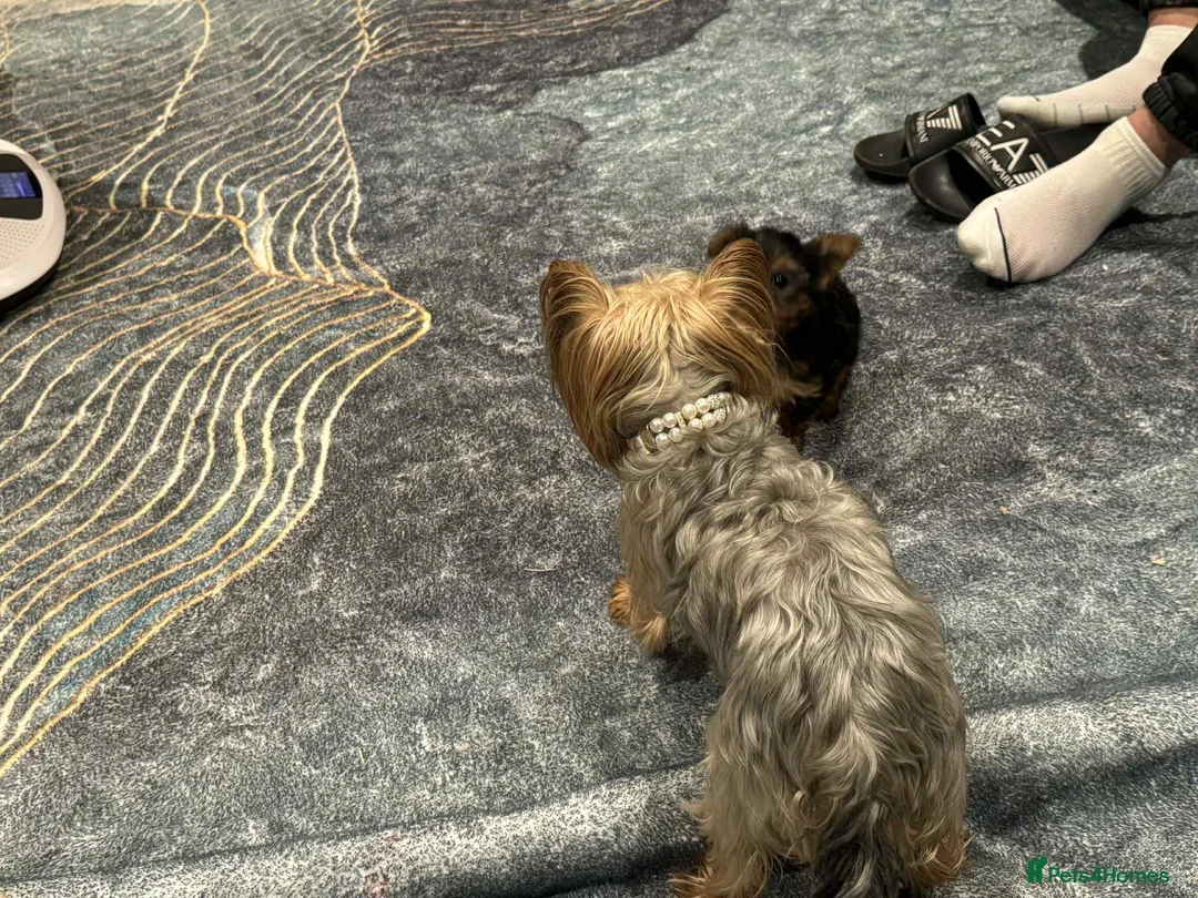 Yorkshire Terrier dogs for sale: yorkshire terrier and baby boy - Advert 9