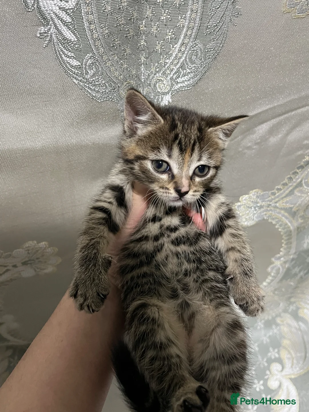 Mixed Breed cats for sale: 2 Gorgeous N Friendly Female Kittens - Advert 2