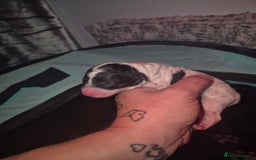 Maltipoo dogs for sale: Maltipoo puppies ready in 8 weeks  - Image 7