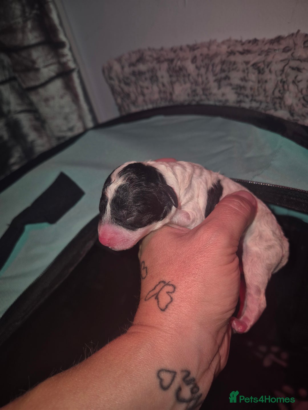 Maltipoo dogs for sale: Maltipoo puppies ready in 8 weeks  - Image 7