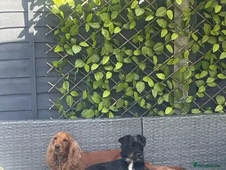 Mixed Breed dogs Three Gorgeous puppies for sale 🐶 - Advert 1