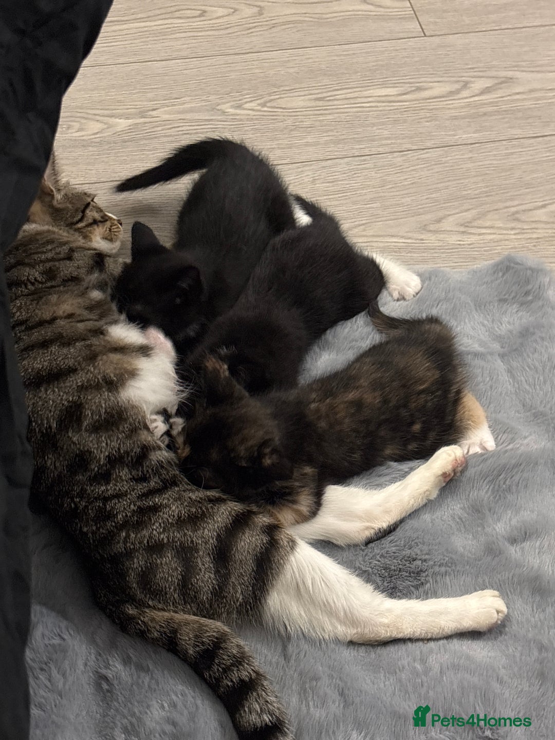 Domestic Shorthair cats for sale: Healthy 12-Week-Old Kittens — (Wormed, Ready Now!) - Image 2