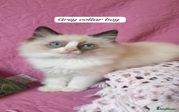 Ragdoll cats for sale: 💖Beautiful GCCF Registered Ragdoll Kittens. - Image 26