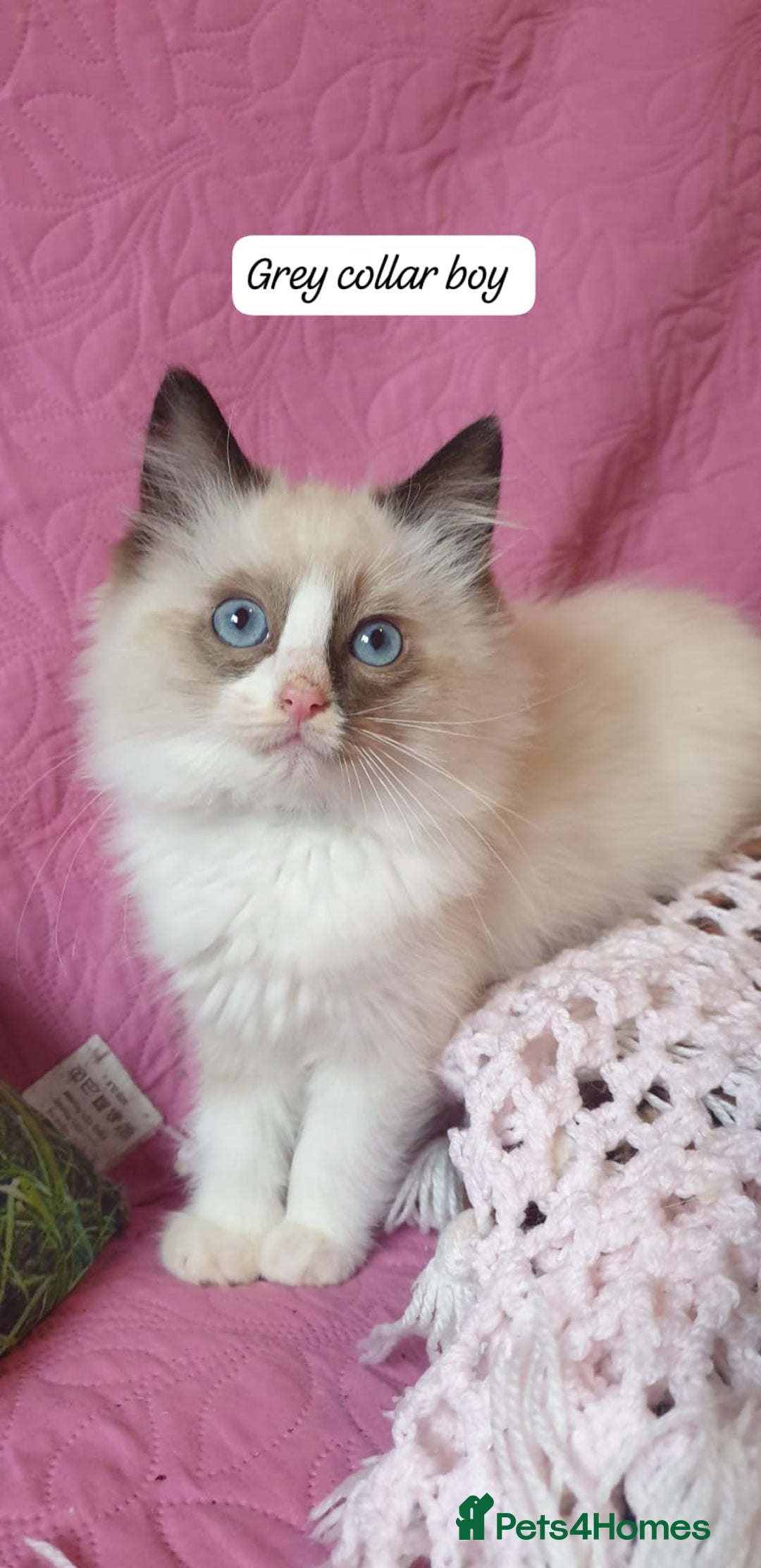 Ragdoll cats for sale: 💖Beautiful GCCF Registered Ragdoll Kittens. - Image 26
