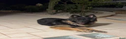 German Shepherd dogs for stud: Family German Shepherd Stud London - Advert 7
