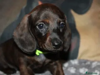 Miniature Dachshund dogs Miniature dachshund puppies - Advert 8