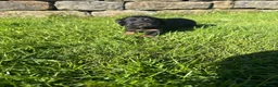 Cocker Spaniel dogs for sale: Black & Tan Girl left. 10 Weeks Old - Advert 24
