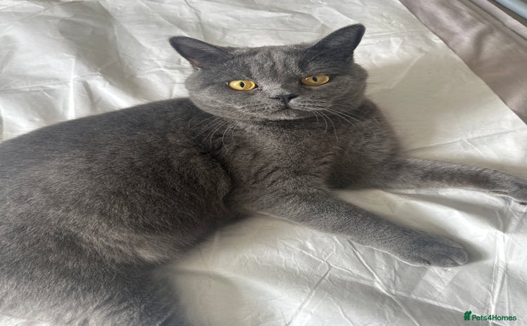 Brazilian Shorthair cats - Advert 1
