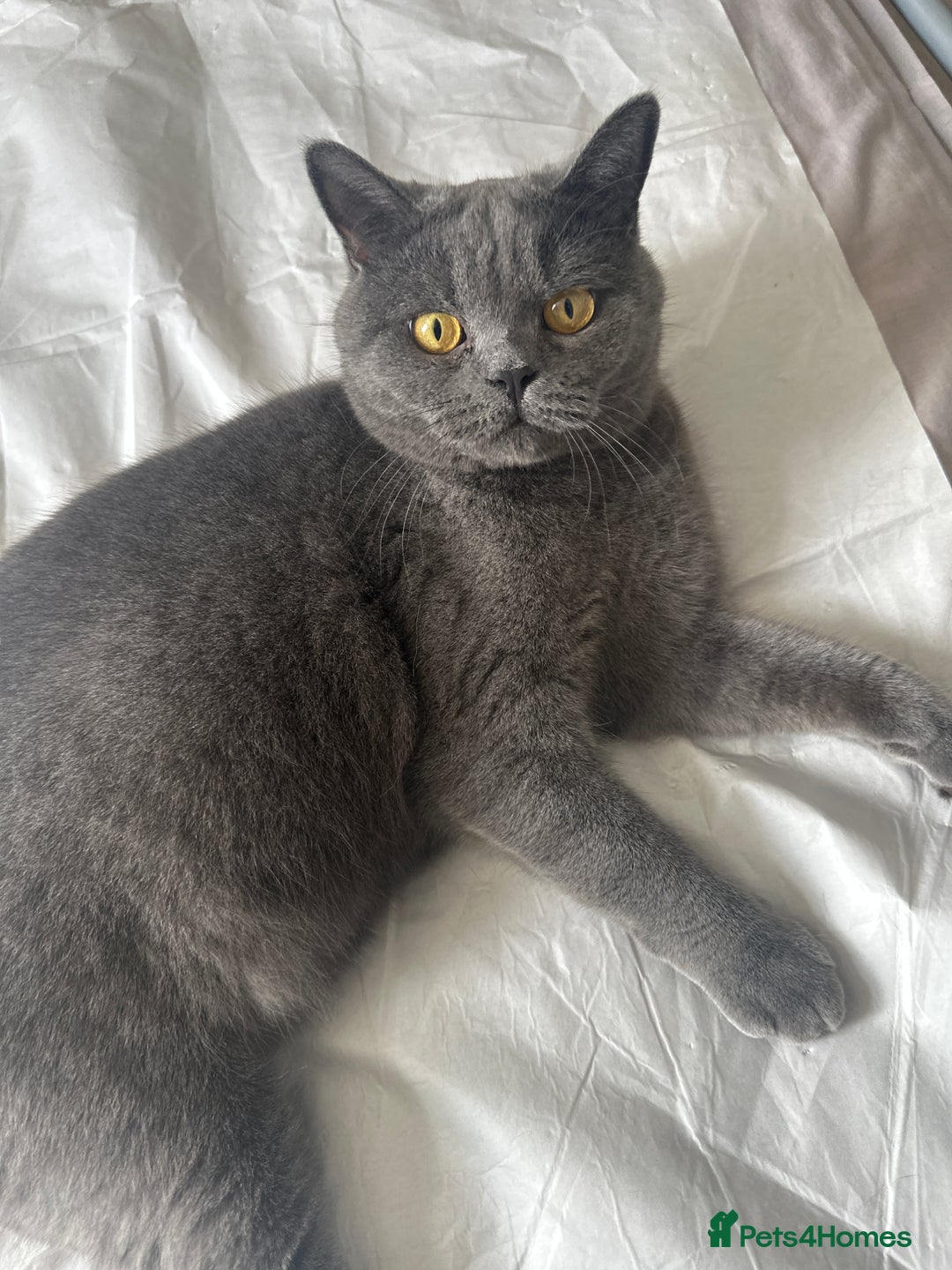 Brazilian Shorthair cats for sale: Loving female British short hair cat - Image 1