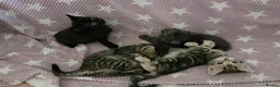 Mixed Breed cats for sale: Beautiful kittens looking for their forever homes  - Advert 24