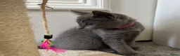 Russian Blue cats for sale: Russian Blue Kittens - Advert 21