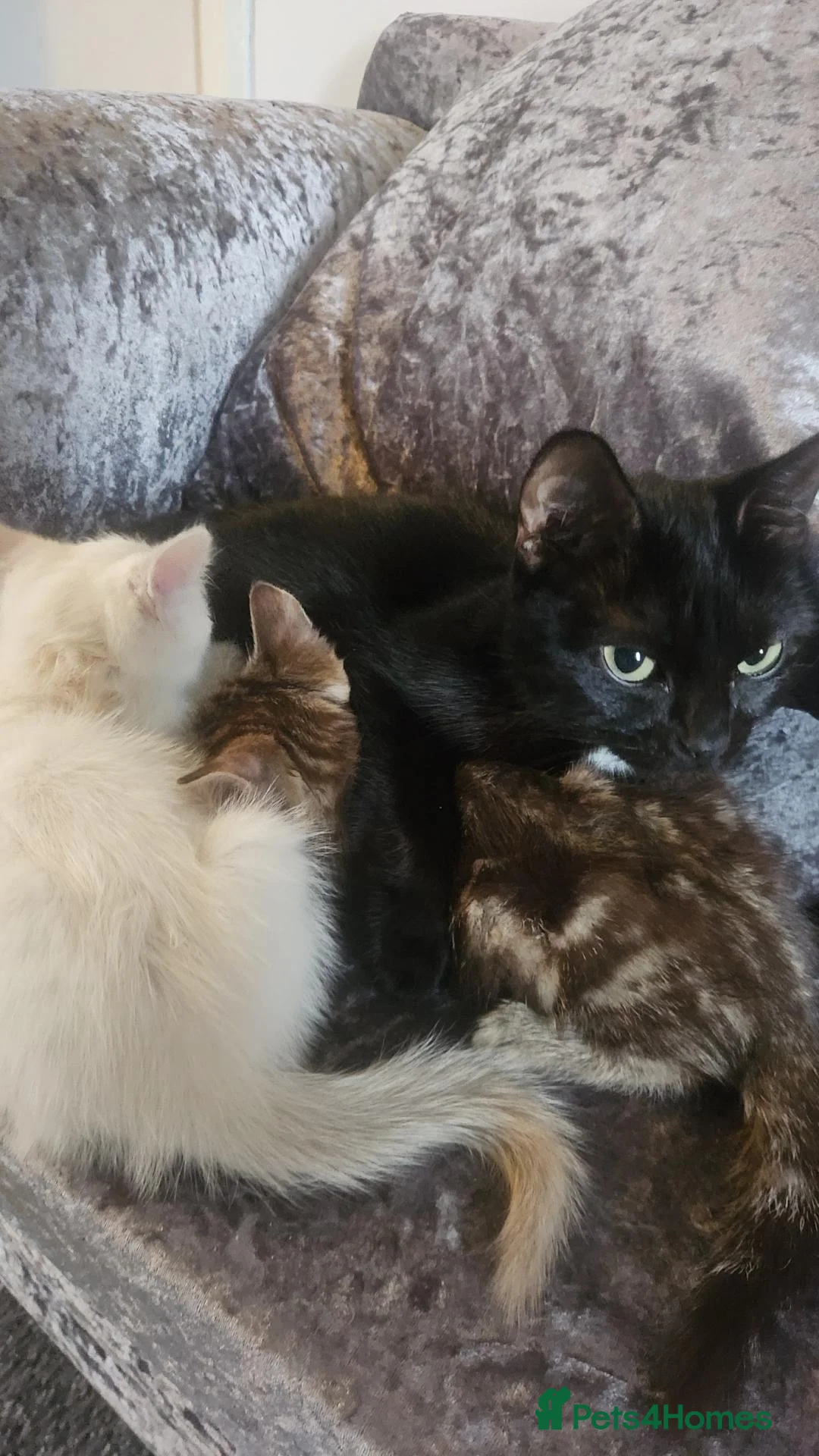 Mixed Breed cats for sale: One rag doll kitten and two mixed kitten - Advert 1