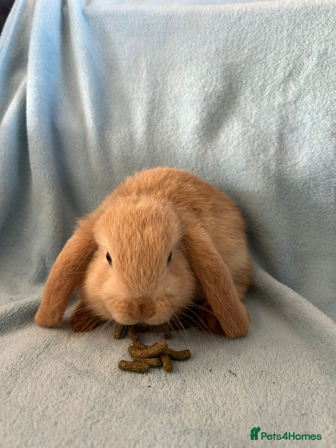 Mini Lop rabbits for sale: Pure Breed Mini Lop baby bunnies ready 1st Aug - Image 23