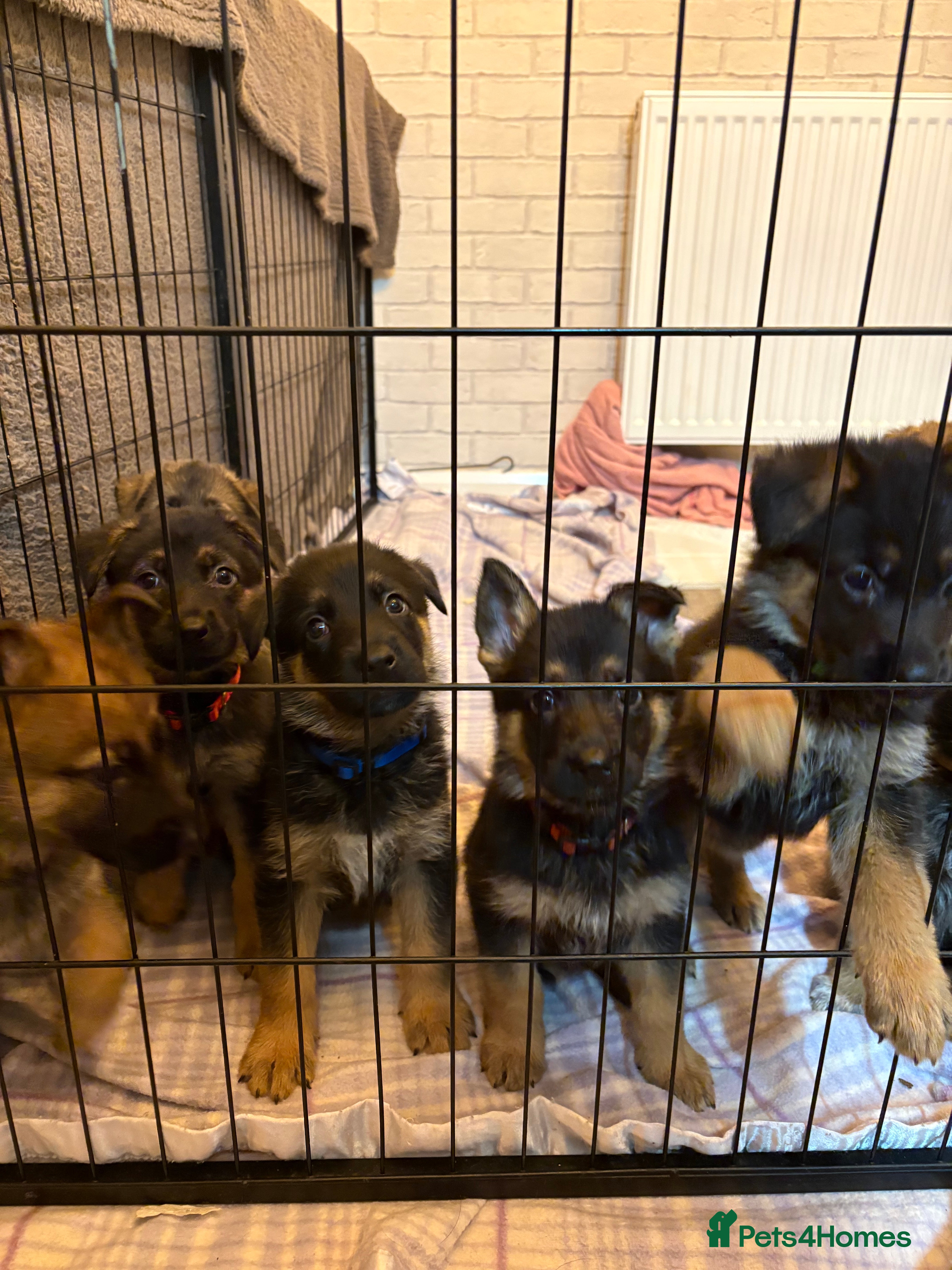 Mixed Breed dogs Belgian malinois x German Shepherd puppies  - Advert 9