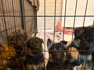 Mixed Breed dogs Belgian malinois x German Shepherd puppies - Advert 9