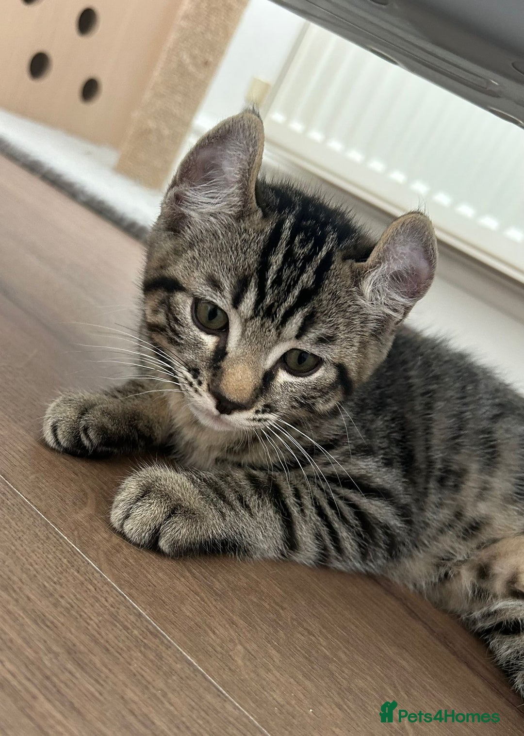 Keetso cats for sale: Reduced Ready now Last 1, Rare Jungle Curl Kittens in Portsmouth - Image 23