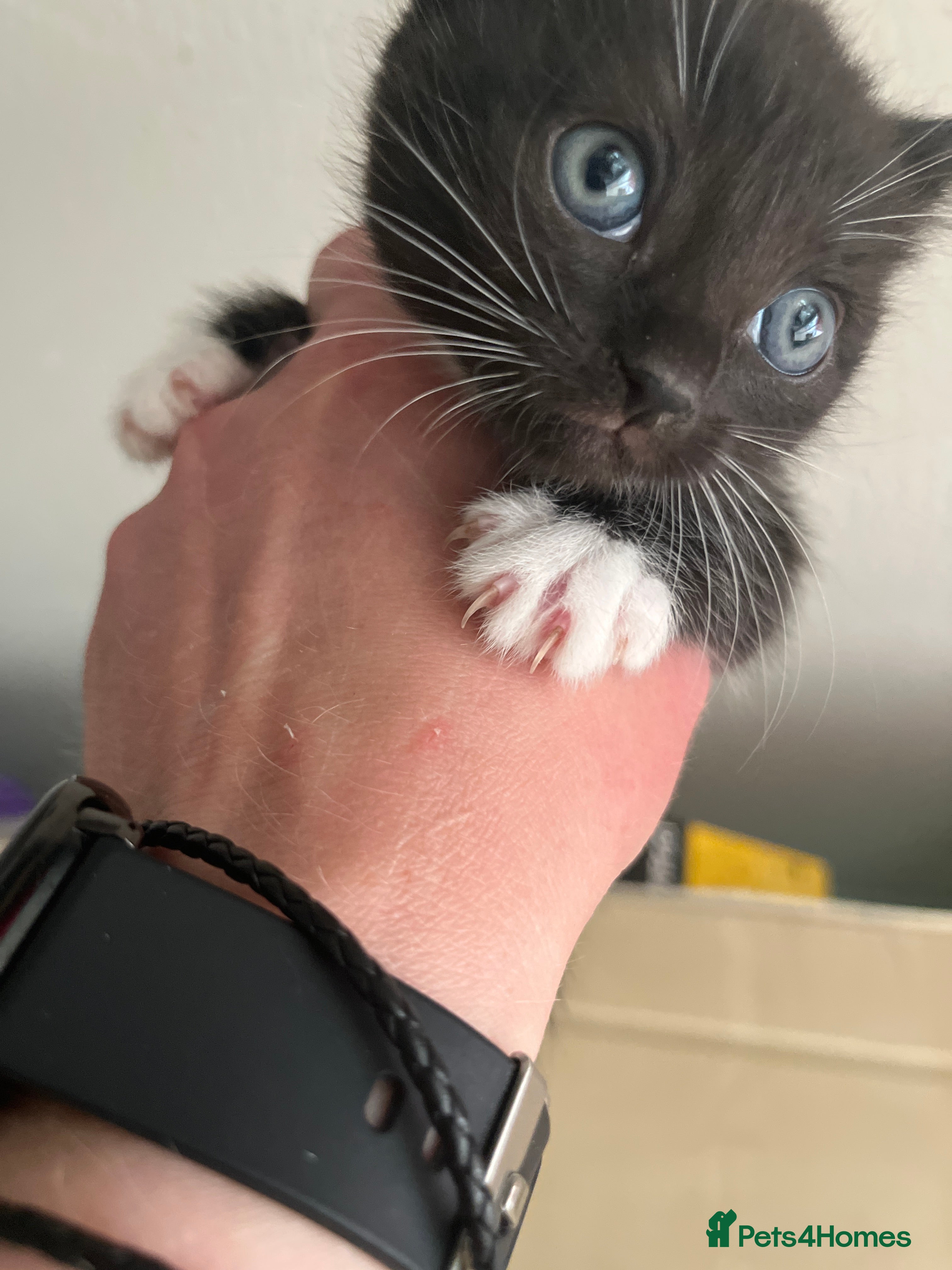 Mixed Breed Kitten 4