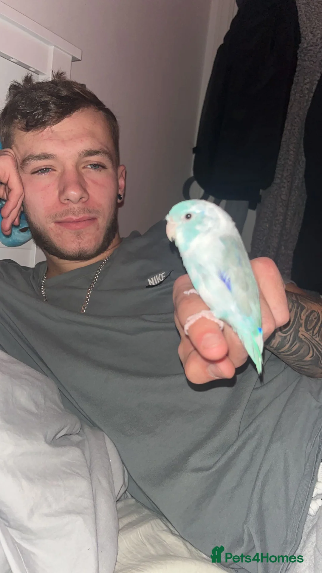 Mixed Breed birds for sale: FOR SALE  - Advert 4