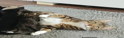 Mixed Breed cats for sale: Beautiful kittens - Advert 5