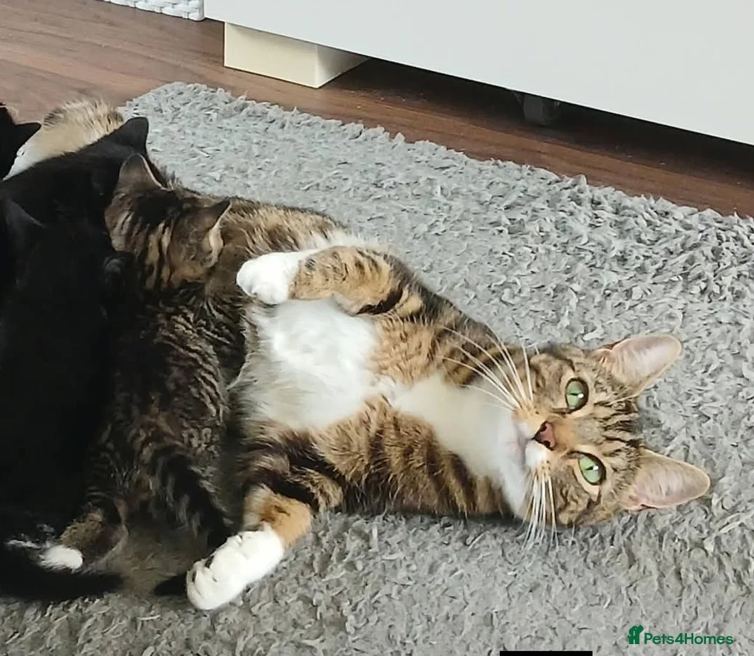 Mixed Breed cats for sale: Beautiful kittens - Advert 5
