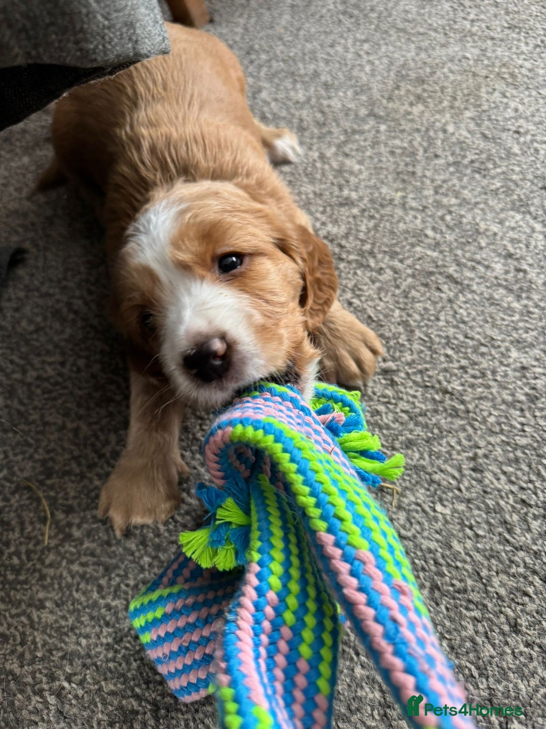Cocker Spaniel dogs for sale: Beautiful cocker spaniels  - Image 7