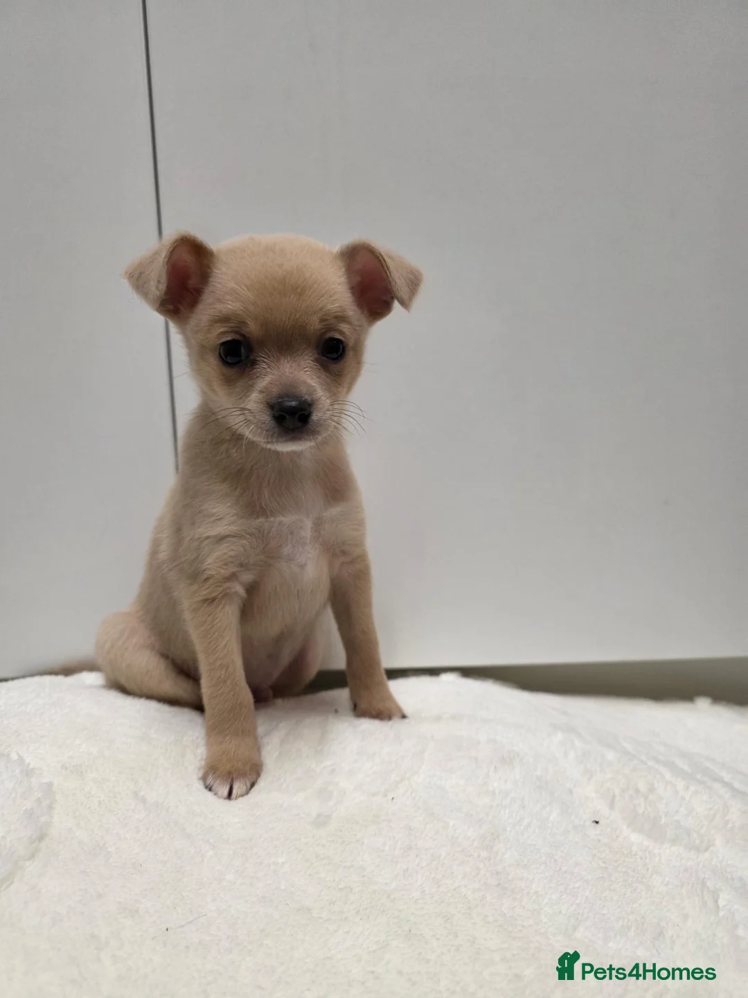 Pomchi dogs for sale: 🐾 Beautiful Pomchi × Chihuahua Puppies 🐾 in Swindon - Advert 2
