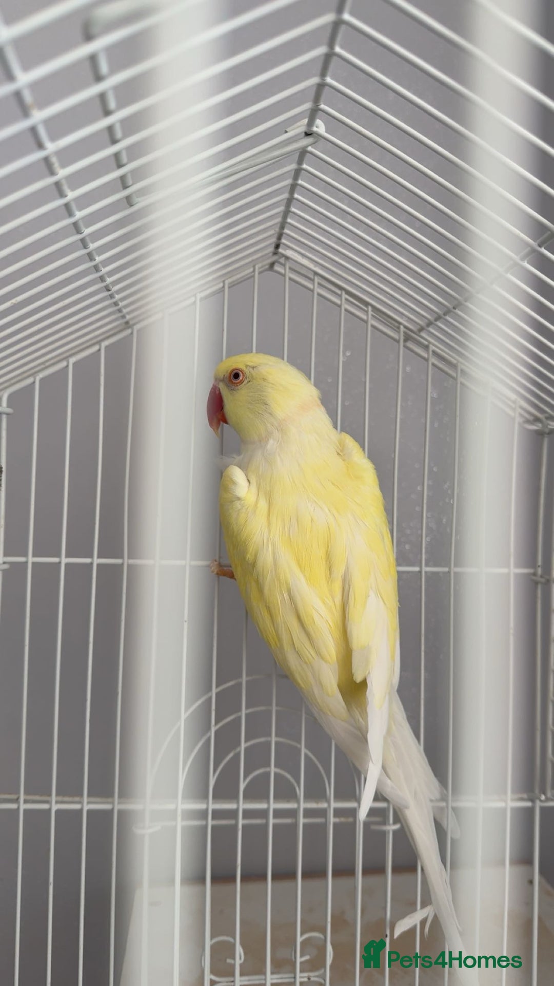 Parrots birds for sale: Indian ringneck (Parakeets) - Image 2
