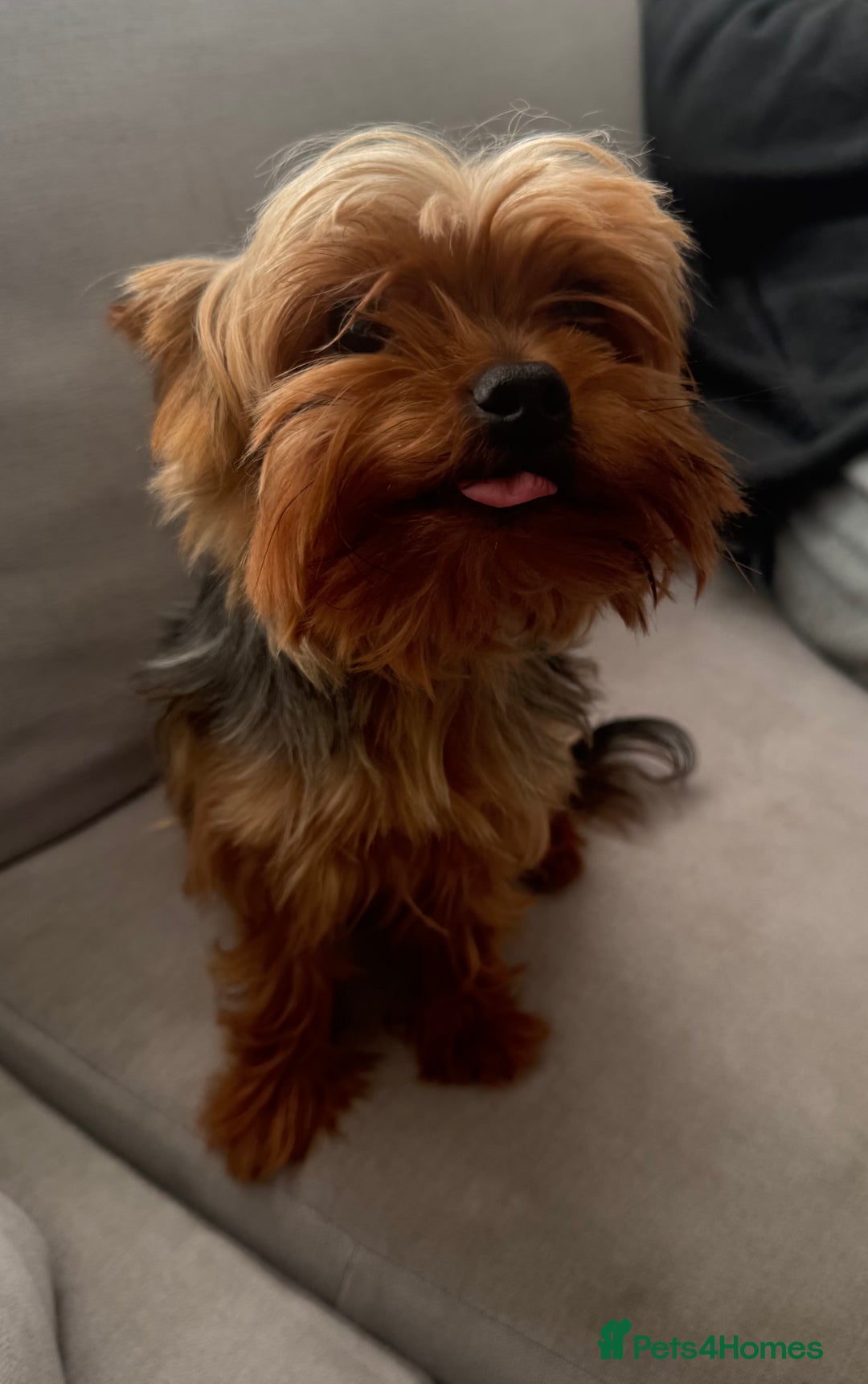 Yorkshire Terrier dogs for stud: Minitature Yorkshire Terrier Stud in Bridgend - Image 12