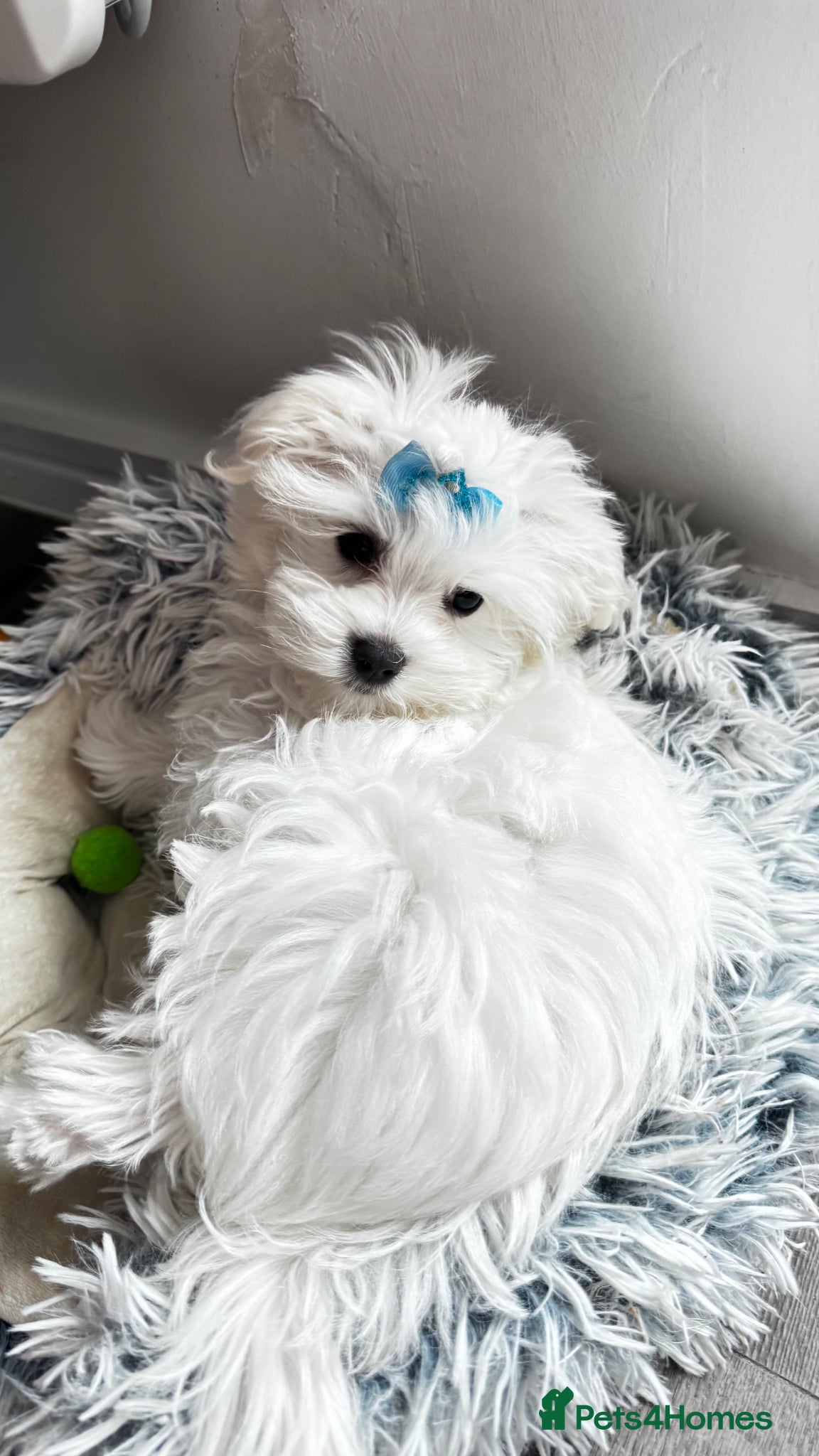Maltese dogs KC Reg Maltese Boy Puppy – Ready Now – £2000 - Advert 4