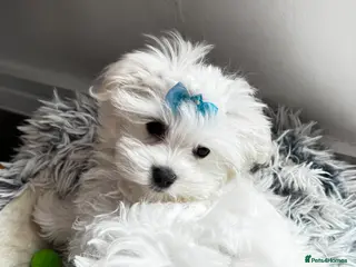 Maltese dogs KC Reg Maltese Boy Puppy – Ready Now – £2000 - Advert 4