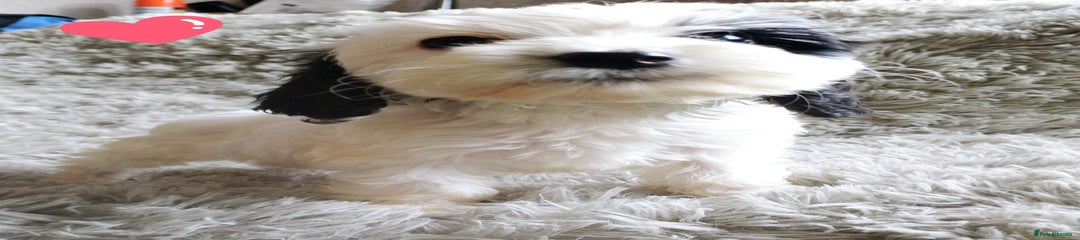 Cockapoo Puppy 5