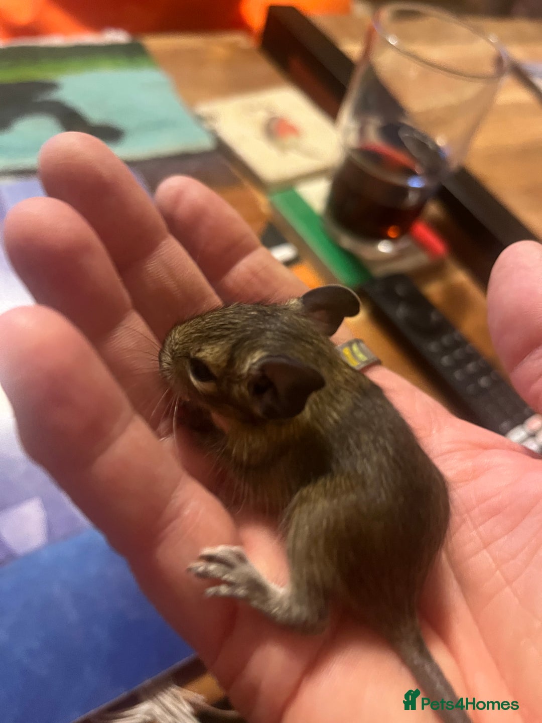 Degus rodents for sale: Baby Degus looking for loving homes - Image 7