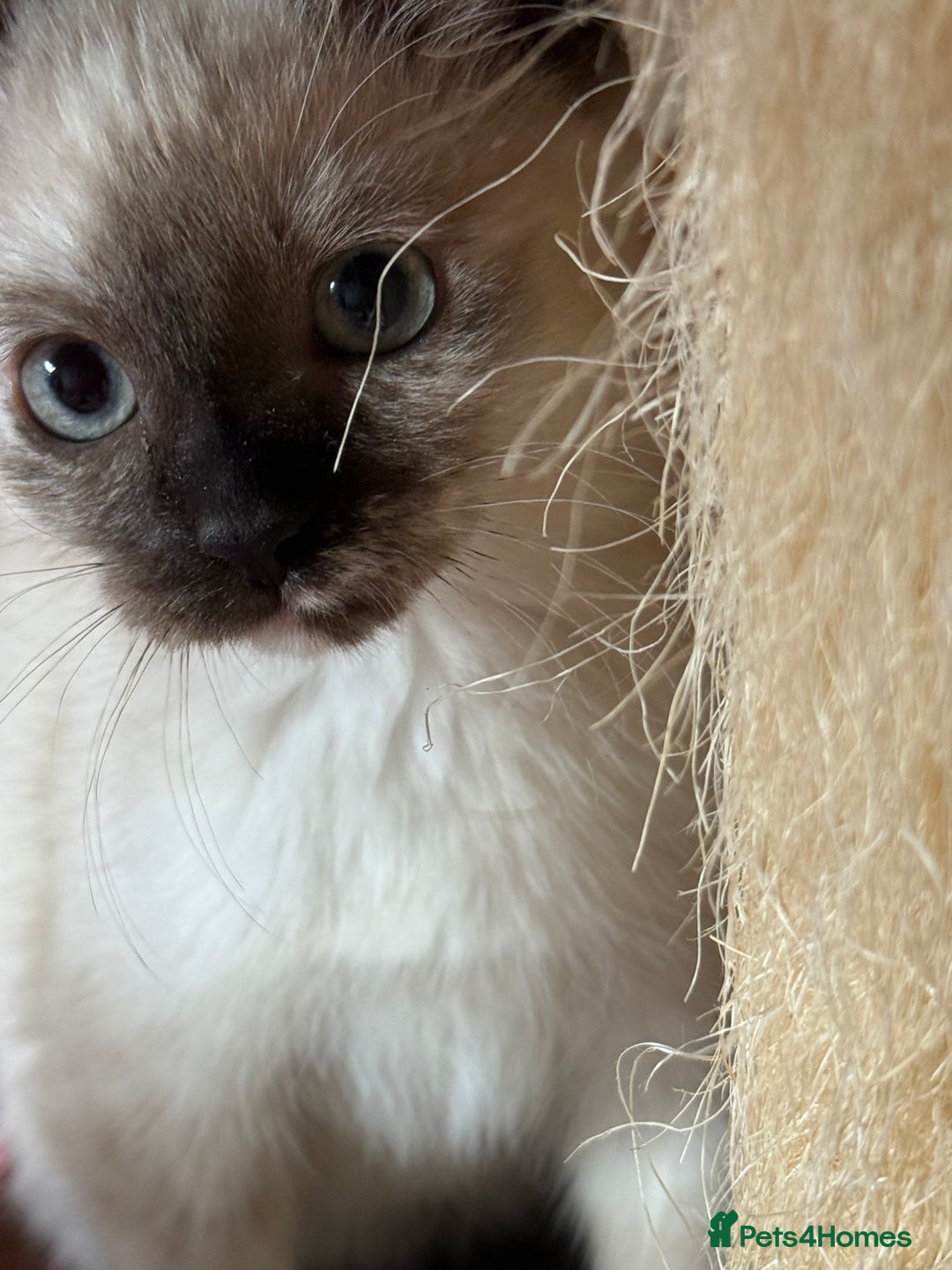 Ragdoll cats for sale: ADORABLE RAGDOLL POLYDACTYL KITTENS - READY NOW - Image 32