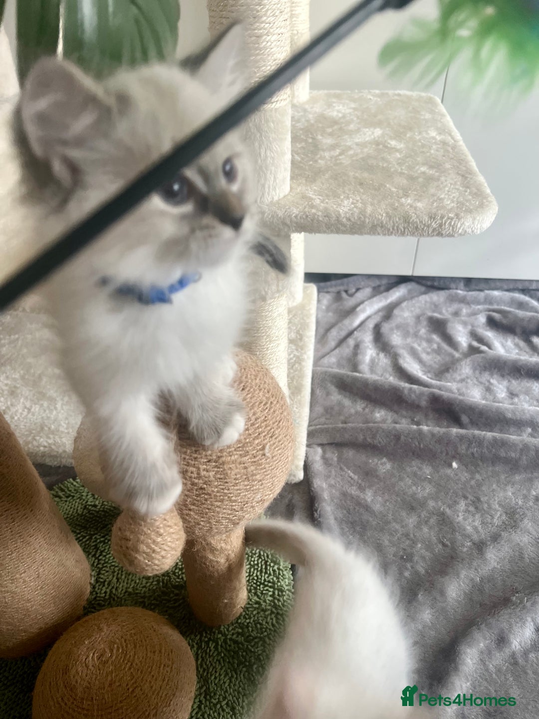 Siberian cats for sale: Hypoallergenic Female Siberian Blue eyes Neva - Advert 26