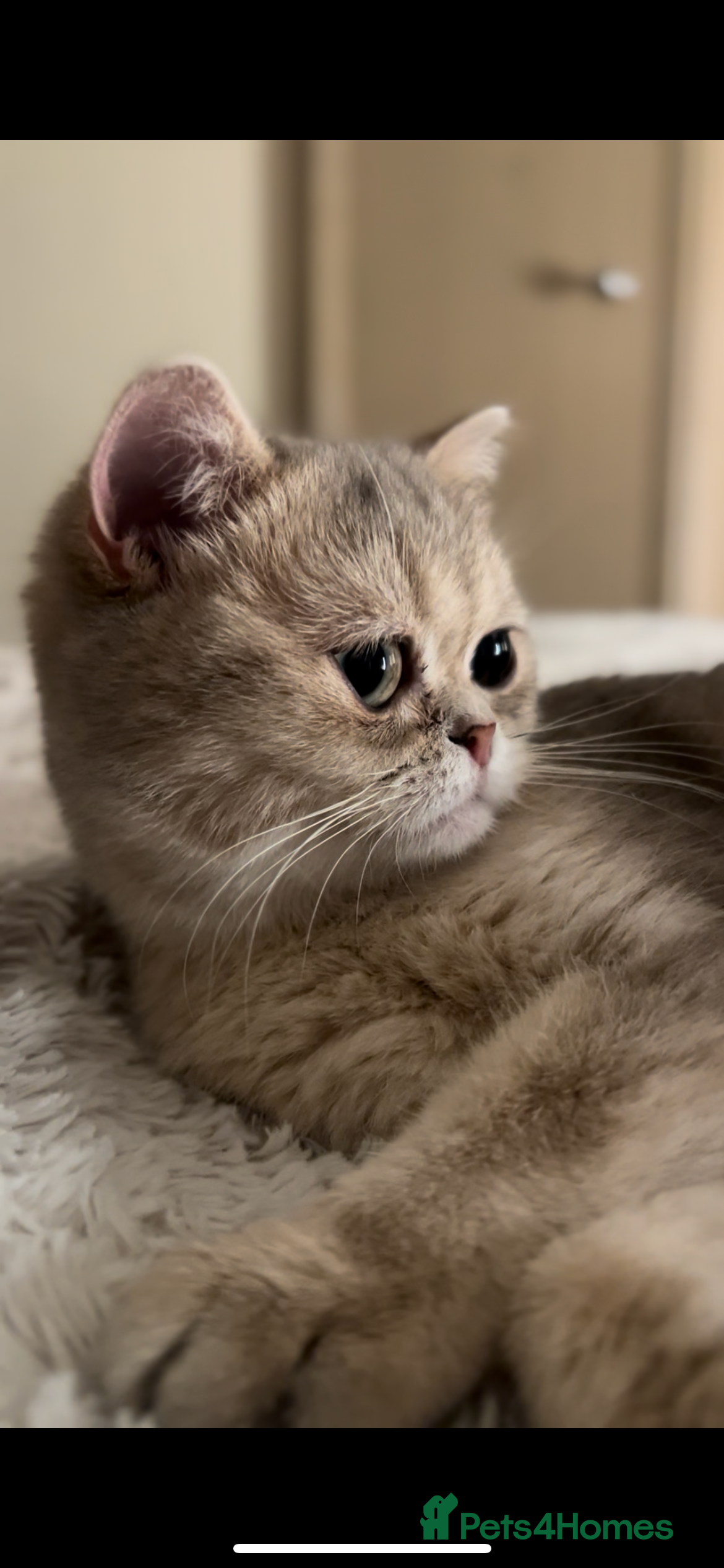 British Shorthair cats 🍡Mochii | British Shorthair Golden Shaded Apricot - Advert 1