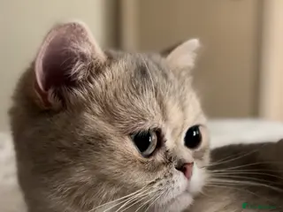 British Shorthair cats 🍡Mochii | British Shorthair Golden Shaded Apricot - Advert 1