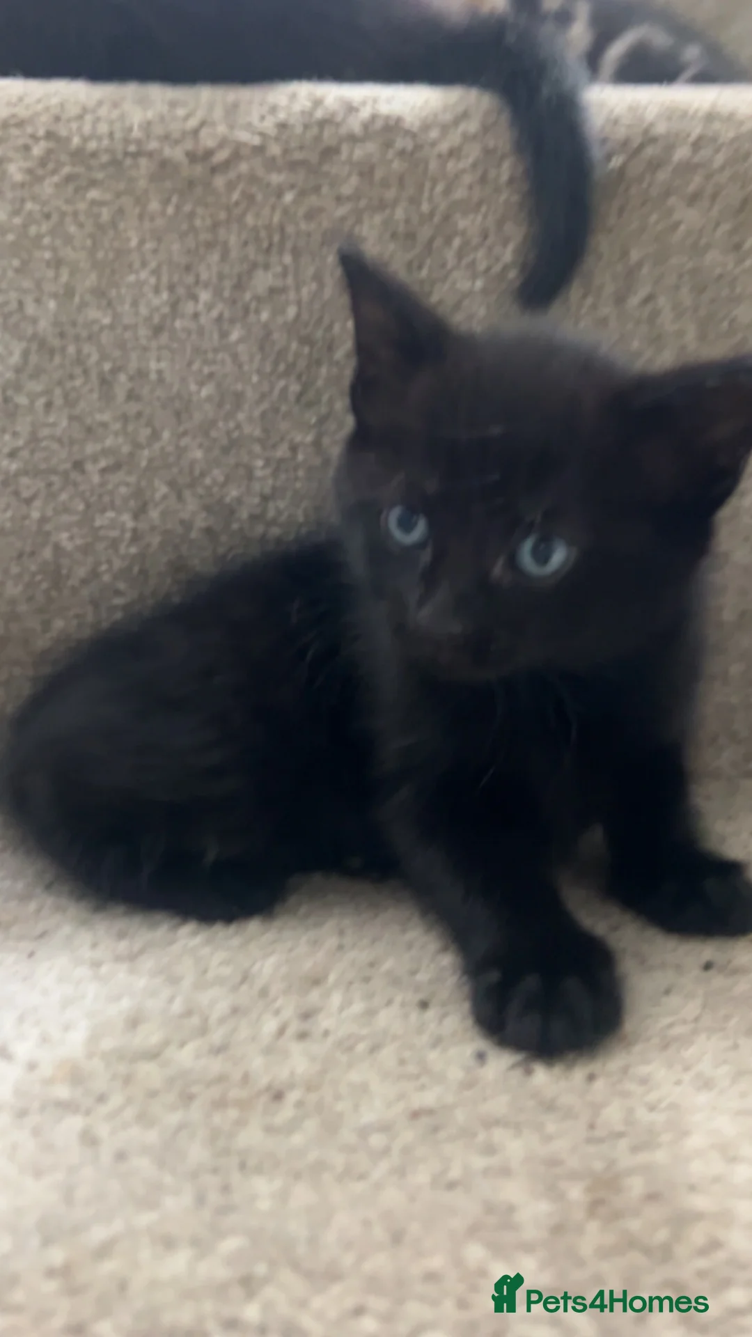 Mixed Breed cats for sale: ready for collection now  in Wrexham - Advert 5