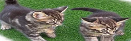Bengal cats for sale: Bengal X Maine Coon Kittens  in Lyme Regis - Advert 23