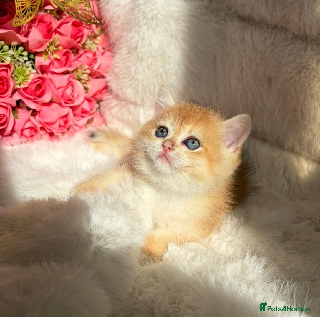 British Shorthair cats Exquisite Show quality TICA Reg Golden Babies - Advert 6