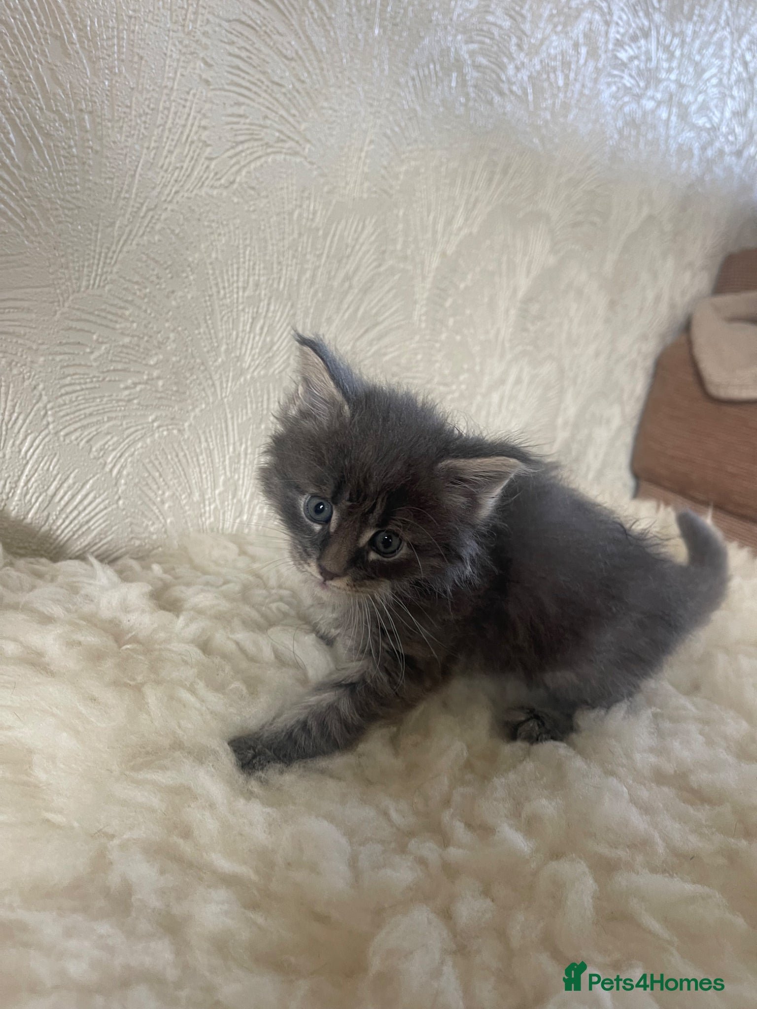 Maine Coon cats for sale: Maine Coon boy - Advert 16