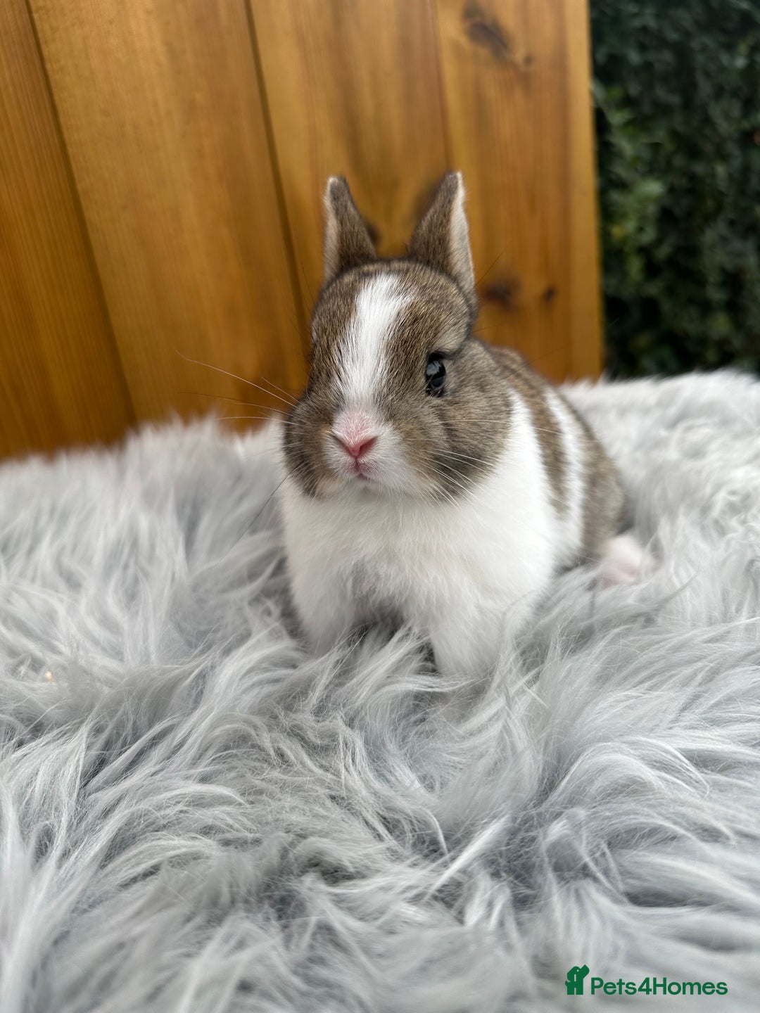 Netherland Dwarf rabbits for sale: Netherland Dwarf Rabbits For Sale - Image 9