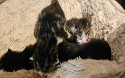 Mixed Breed cats for sale: 10 stripy kittens looking for new home - Image 4