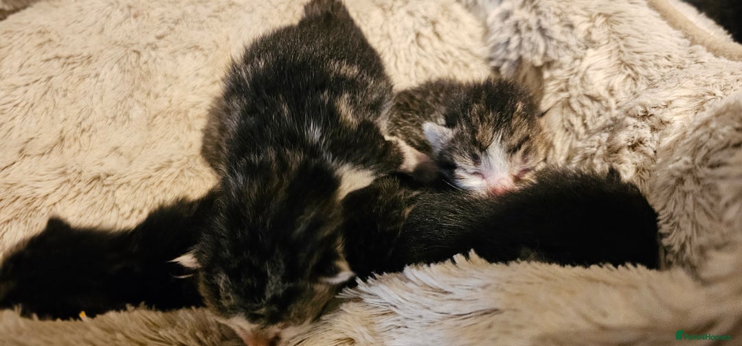 Mixed Breed cats for sale: 10 stripy kittens looking for new home - Image 4