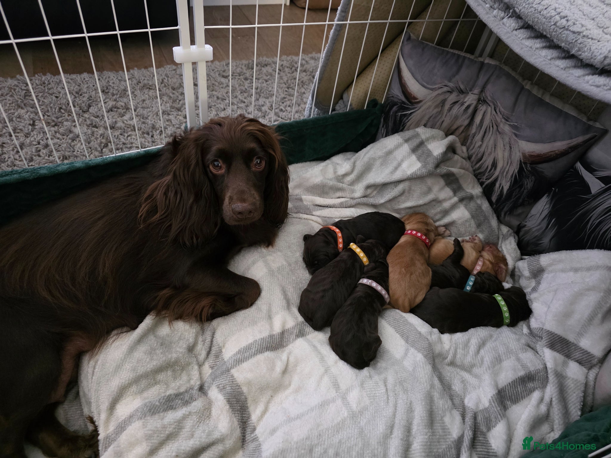 Cocker Spaniel dogs KC Registered Working Cocker Spaniel Pups - Advert 4